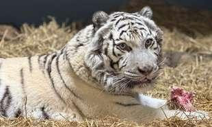 DHL Wildkatzen Tiger Aleks 310