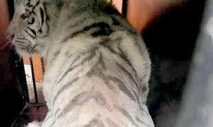 DHL Wildkatzen Tiger Aleks komfortabel 310